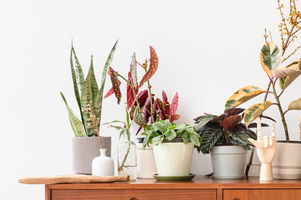 Picture shows several potted houseplants on a wooden piece of furniture, together with some decorative items. This photo illustrates article on how to sell plants online.