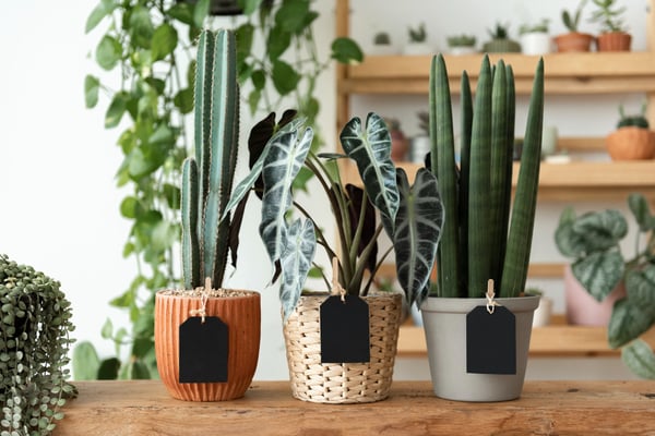 Photo shows three potted plants in the foreground with a blank price tag. In the background, there is a bookshelf filled with more potted plants to sell online.