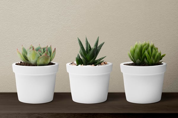 Picture shows three succulent plants, which are some of the best product ideas when you want to sell plants online. The three succulents are in white pots, side by side, on a dark wooden table.